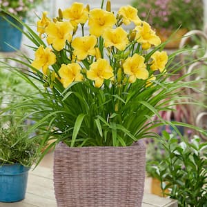 Day Lily Patio Kit With Decorative Ratten Planter, Planting Medium and Root (Set of 1)