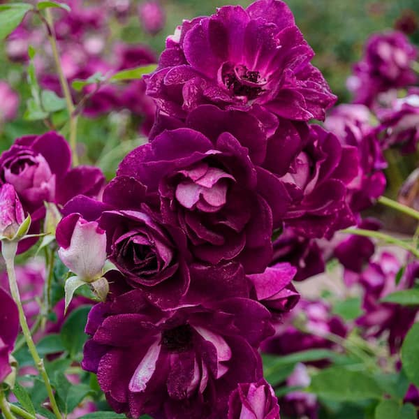 Spring Hill Nurseries Burgundy Iceberg Floribunda Roses, Live Bareroot Plant, Burgundy Color Flowers (1-Pack)