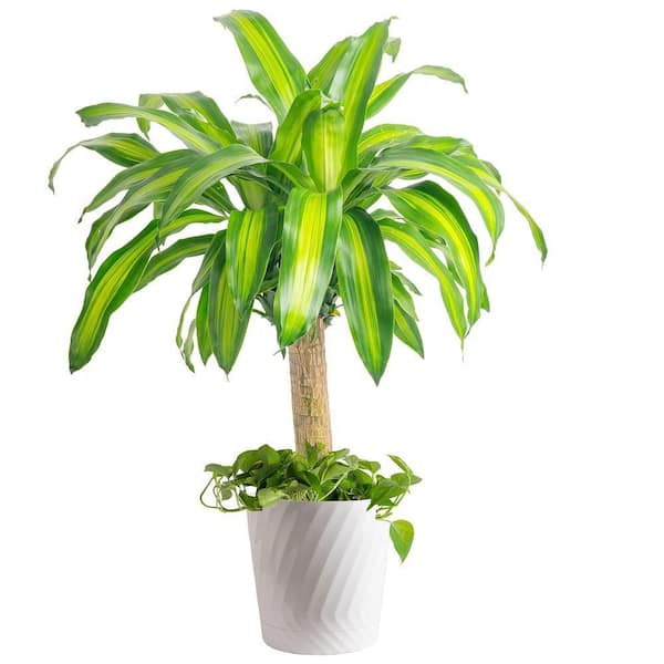 10 in. Mass Cane/Pothos Combo Plant
