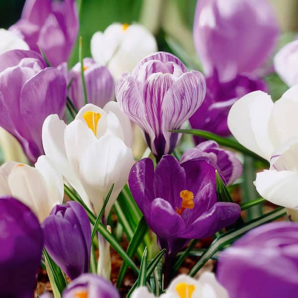 8/9cm, Blue Moon Mixed Crocus Flower Bulbs (Bag of 50)