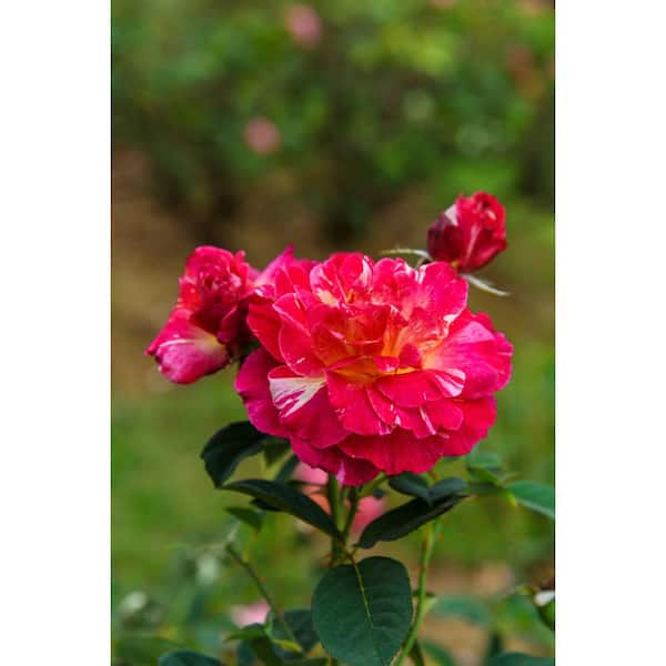 3 Gal. Maurice Utrillo Live Rose Plant with Red, Yellow and Cream Flower (1-Pack)