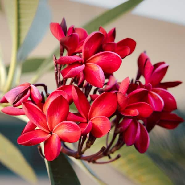 national PLANT NETWORK 1 gal. Plumeria Red Plant with Maroon Flowers