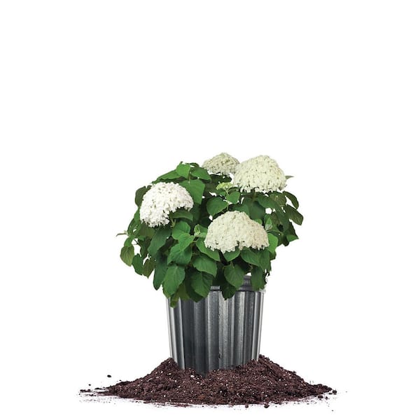 Perfect Plants Nursery Incrediball Hydrangea in a 3 Gal. Grower's Pot, Supersized White Blooms