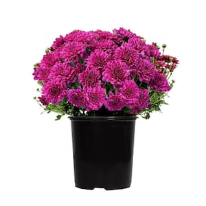 Purple Mum Chrysanthemum Garden Outdoor Plant in 2.5 qt. Grower Pot