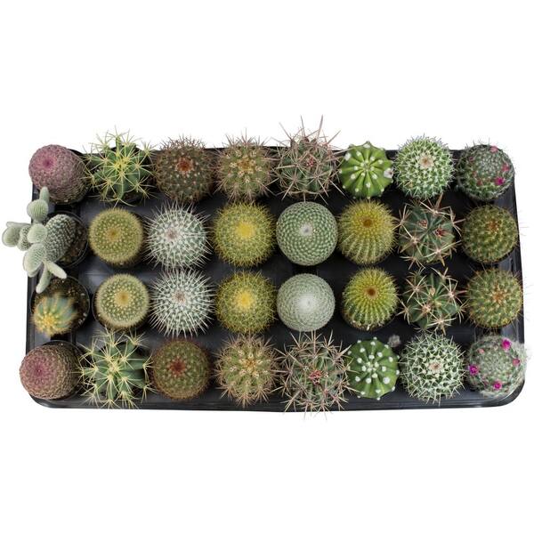 ALTMAN PLANTS 2.5 in. Cactus Collection Plant (32-Pack)