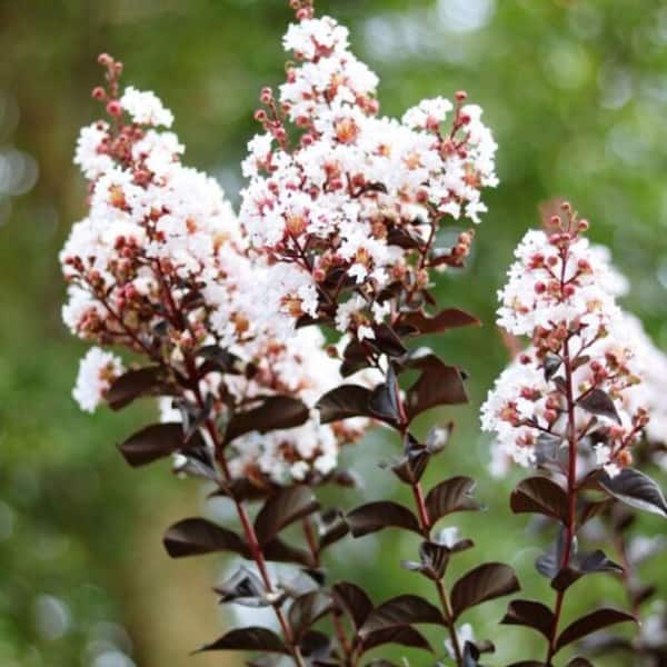 Garden Debut 3 Gal. Thunderstruck White Lightning Crape Myrtle Flowering Deciduous Tree with White Flowers