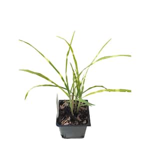 Zebra Grass 3 Total Plants in 3 Separate 4 in. Pot