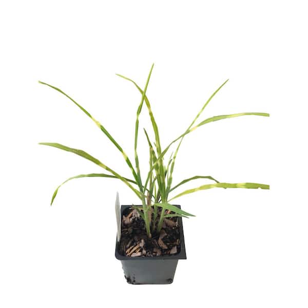 Daylily Nursery Zebra Grass 3 Total Plants in 3 Separate 4 in. Pot