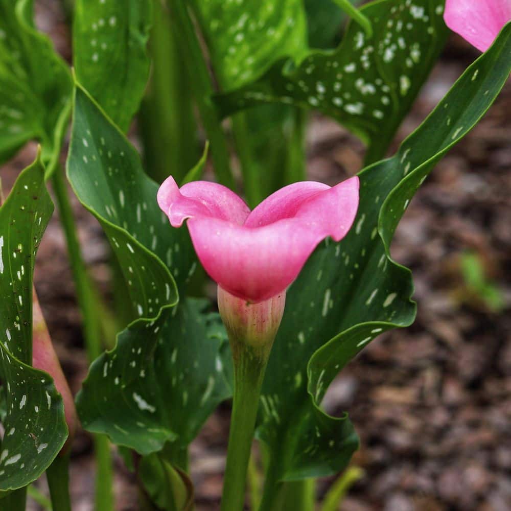 national PLANT NETWORK Calla Lily Zazu Bulbs (3-Pack) HD3411 - The
