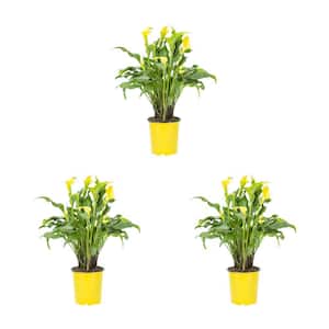 2 Qt. Yellow Calla Lily Perennial Plant (3-Pack)