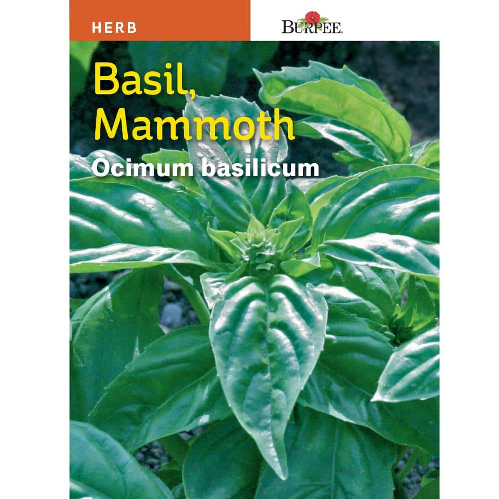 Burpee Herb Basil Mammoth Seed 66536 The Home Depot