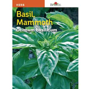 Herb Basil Mammoth Seed