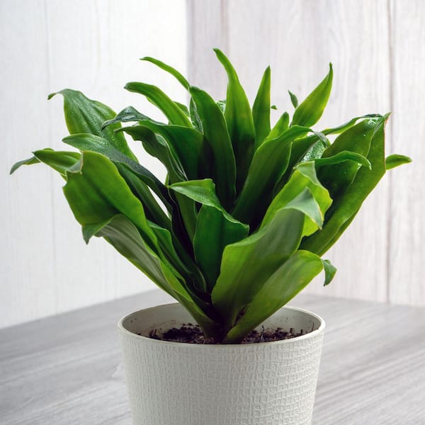 National Plant Network 6 in. Dracaena Janet Craig Compacta