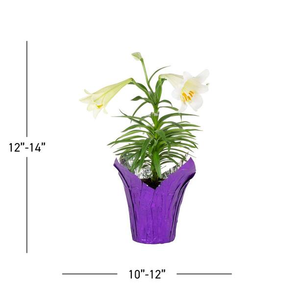 METROLINA GREENHOUSES 1.75 QT. Easter Liliy Annual Plant with