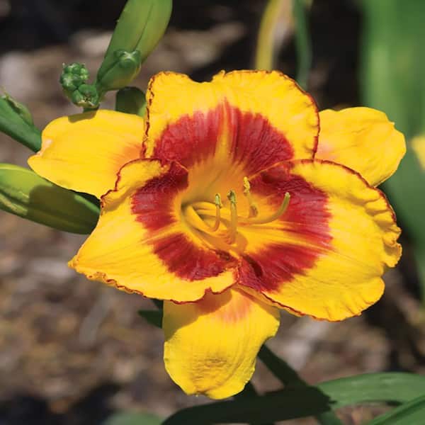 Unbranded #1 Fooled Me Yellow and Red Daylily Plant