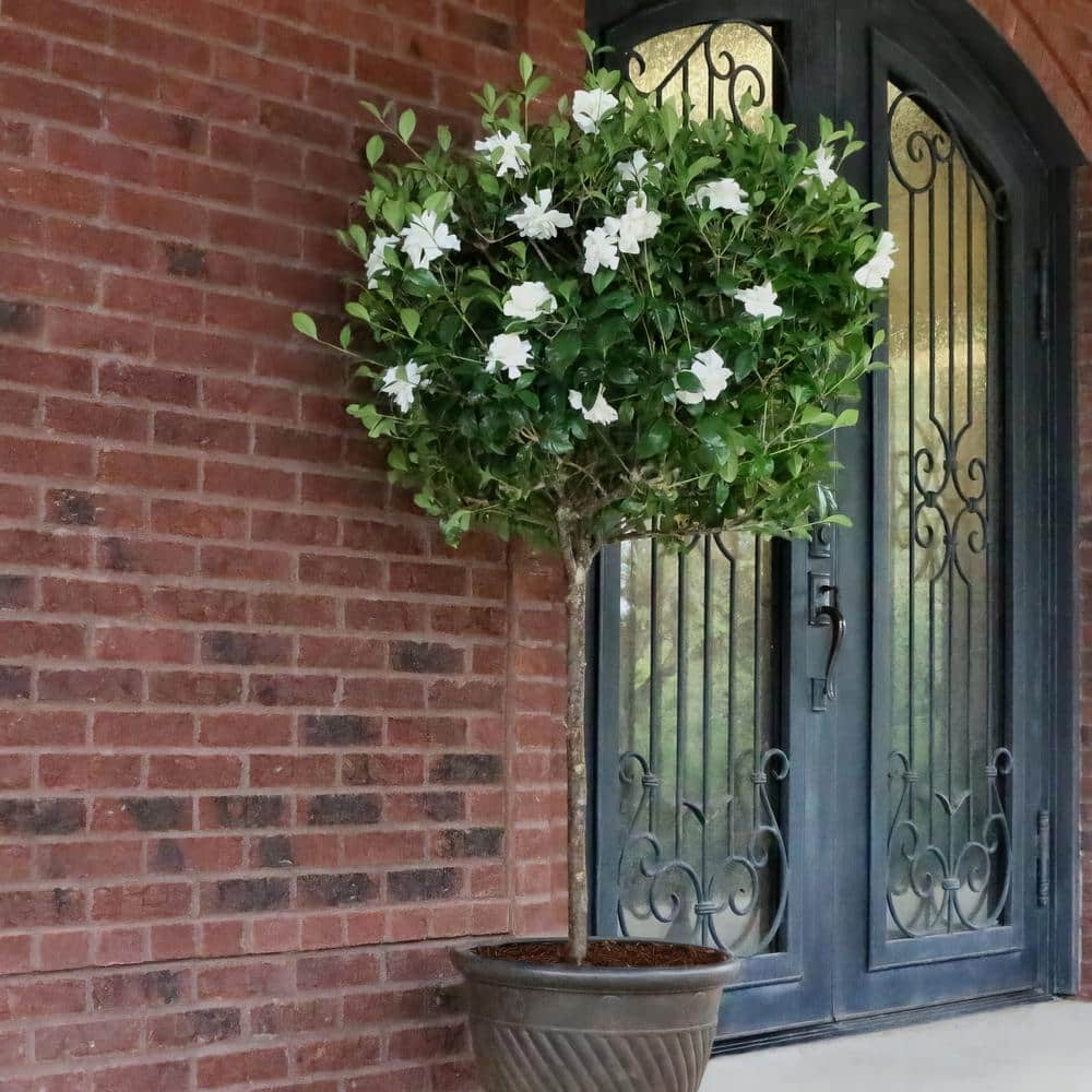3 Gallon White Gardenia Aimee Evergreen Shrub