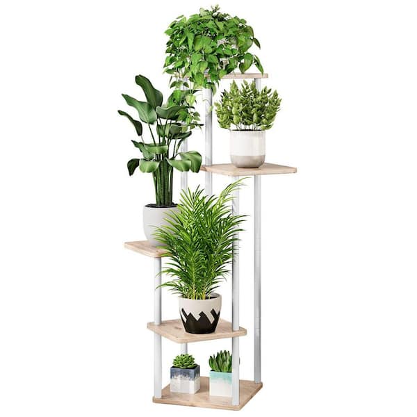 large money plant Money Tree Plant | Tropical Indoor Plants & Houseplants for Delivery main image 0