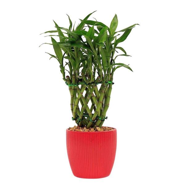Delray Plants Lucky Bamboo Drum Braid in 4 in. Ribbed Fiesta Red Pot