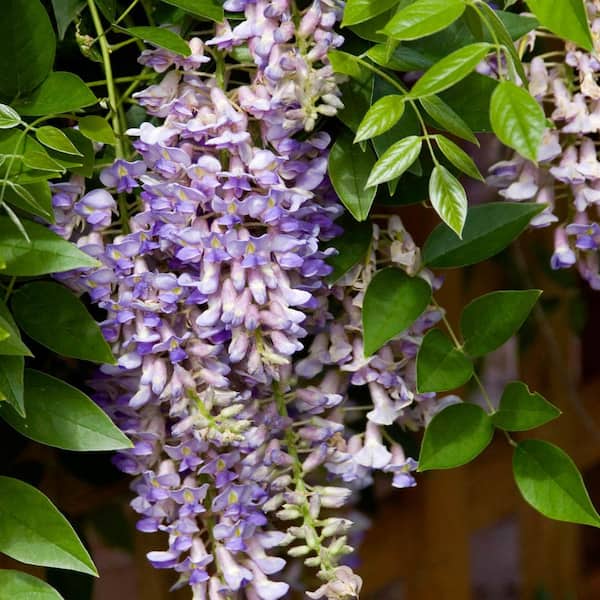 SPRING HILL NURSERIES Summer Cascade Wisteria Vine Live Bare Root Plant with Purple Flowers (1-Pack)