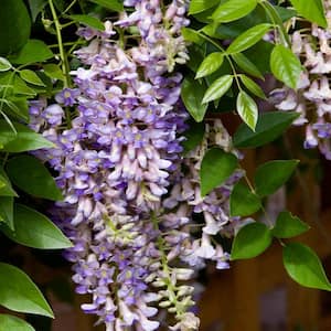2.50 Qt. Purple Flowering Vine Summer Cascade Wisteria, Live Flowering Deciduous Plant (1-Pack)