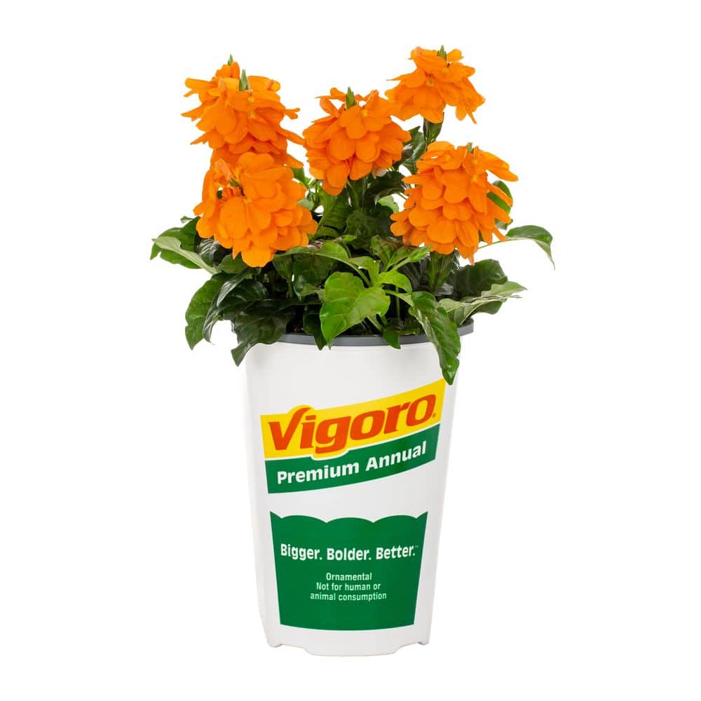 Vigoro 2 QT Crossandra Firecracker Flower 'Orange Marmalade