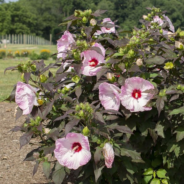 hibiscus♡ national PLANT NETWORK 1 Gal. Head Over Heels Blush Hibiscus Plant