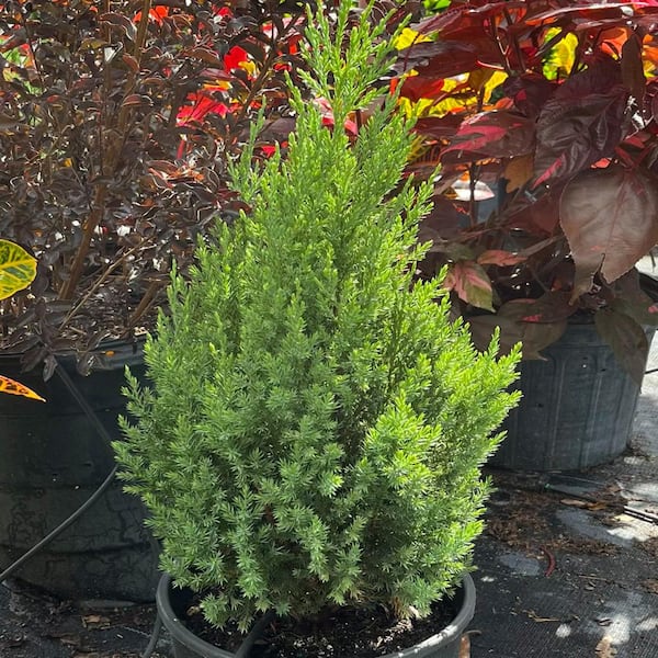 OnlinePlantCenter 3 Gal. Blue Point Juniper Shrub