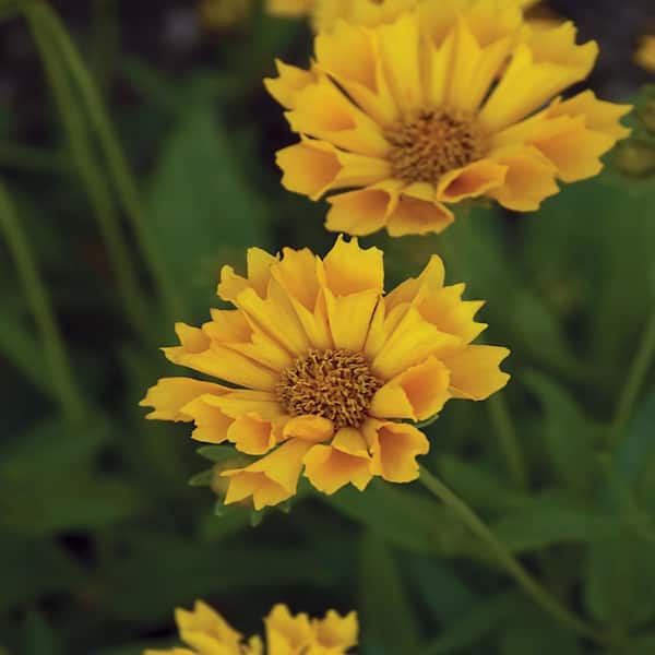 Unbranded #1 Jethro Tull Yellow Tickseed Plant