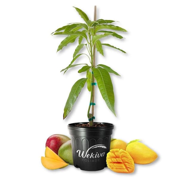 Wekiva Foliage Alphonso Mango Tree-Live Fruit Trees in 10 in. Pots