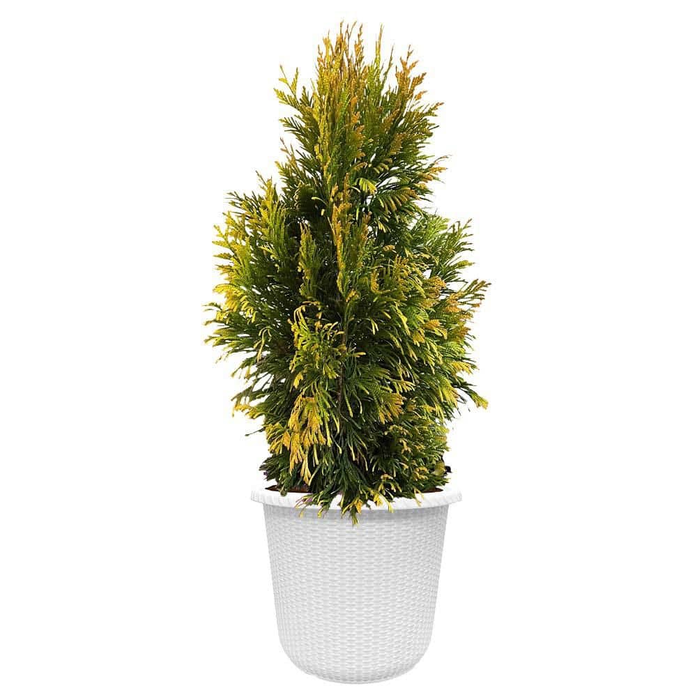 first-editions-shrubs-bushes-