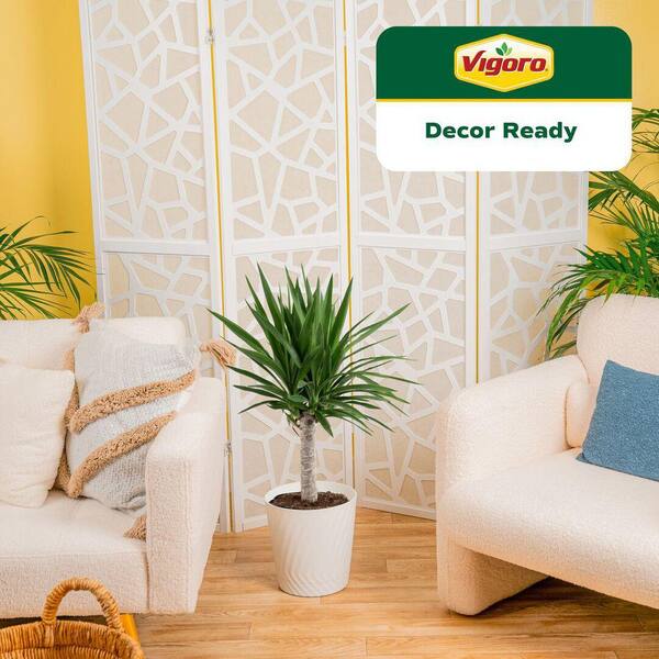 Vigoro Yucca Cane Plant in 10in. White Decor Pot, Avg Shipping Height 2-3  ft. Tall L-YUC-S-PWT-01 - The Home Depot