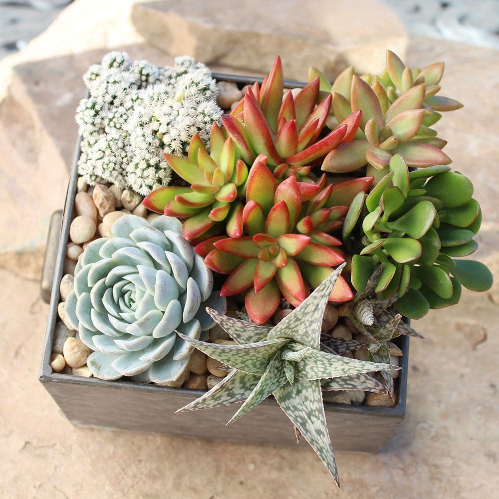 Multicolor Assorted Succulent Variety Pack in Plastic Pots
