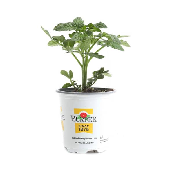 3.5 in Husky Cherry Red Tomato Plant (4-Pack)