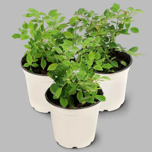 Sunblaze 1 Qt. Sunblaze Sweet Mini Rose Bush with Light Pink Flowers (3-Pack)