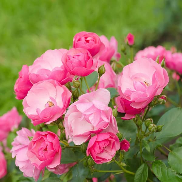 national PLANT NETWORK 3 gal. Rose Pink Mini Flora Tree With Pink