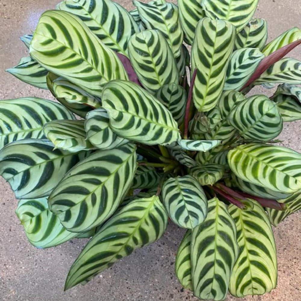 Calathea Burle Marxii Prayer Plant-3 Live Plants in 4 in. Pots-Calathea Burle Marxii-Beautiful Elegant Houseplant price history on PriceWatchPro