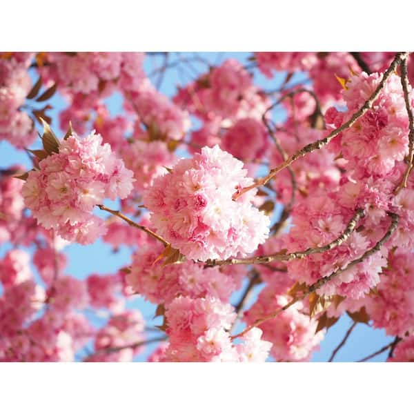 Online Orchards Kwanzan Cherry Blossom Tree Bare Root