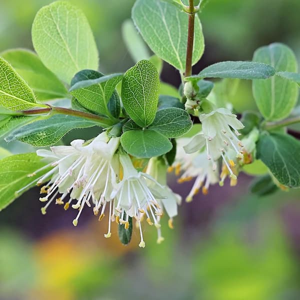 5 Gal. Indigo Treat Honeyberry Haskap Plant