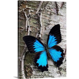 20 in. x 30 in. "Blue Butterfly on Birch" by Mike Moats Canvas Wall Art