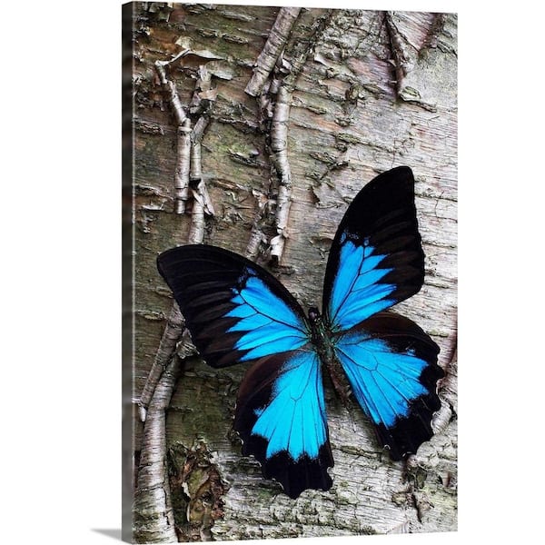 Butterfly Long Big Saver 8 XXL – Springs Stores (Pvt) Ltd