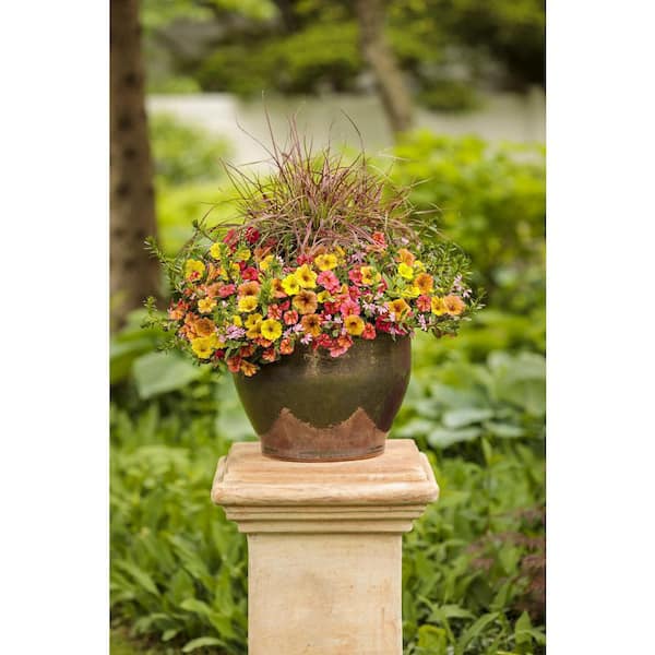 PROVEN WINNERS 4.25 in. Eco+Grande Whirlwind Pink Fan Flower