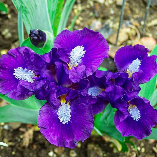 Trajectory Dwarf Bearded Iris Dormant Bare Root Perennial Starter Plant (1-Pack)
