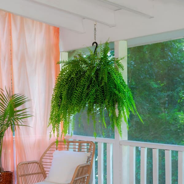 indoor plants for an office Set of 4 Indoor Plants
