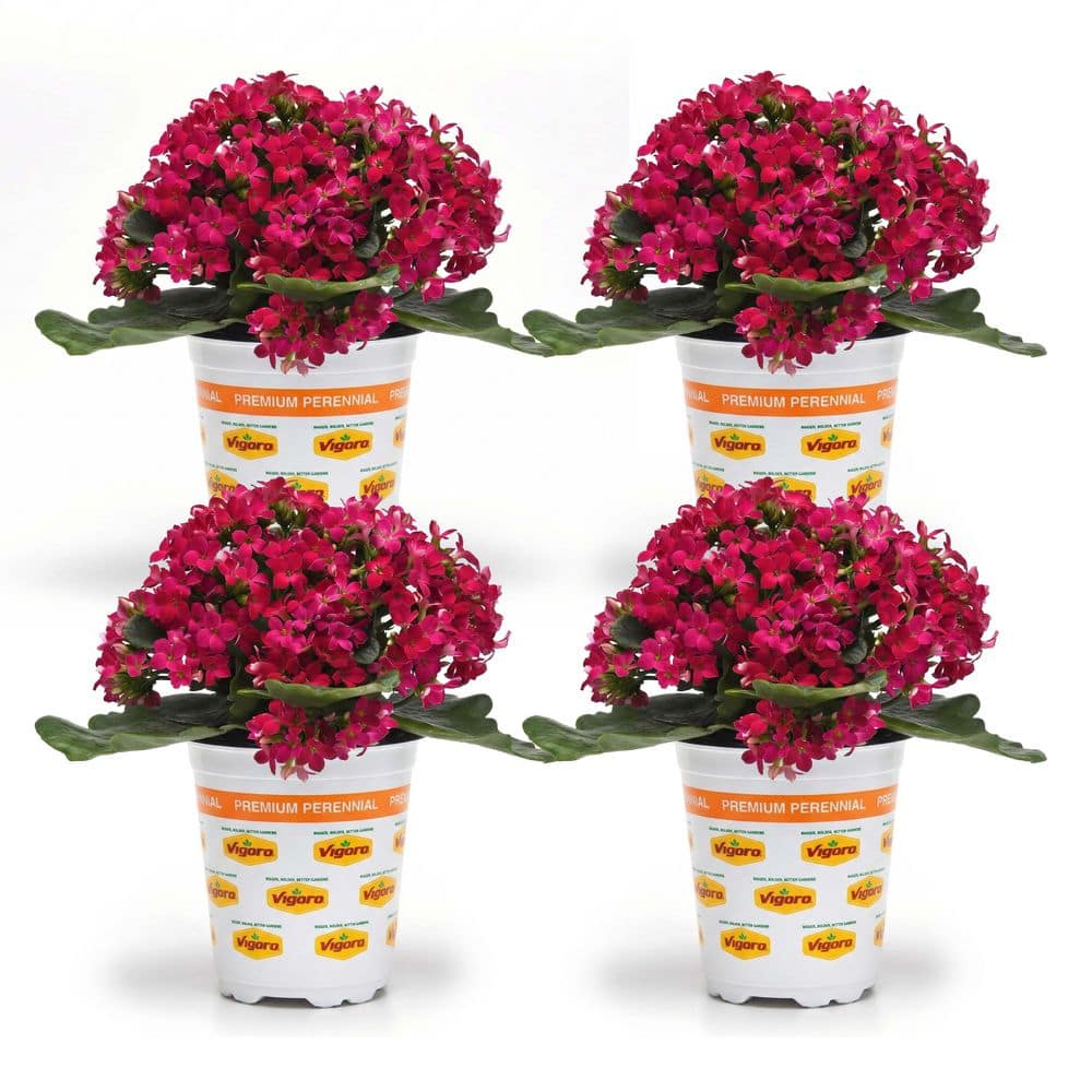 Vigoro 1 qt. Mandala Kalanchoe Plant with Purple Flowers (4-Pack