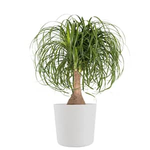 Ponytail Palm Beaucarnea recurvata Elephants Foot Live Plant in 10 inch Premium Sustainable Ecopots Pure White Pot