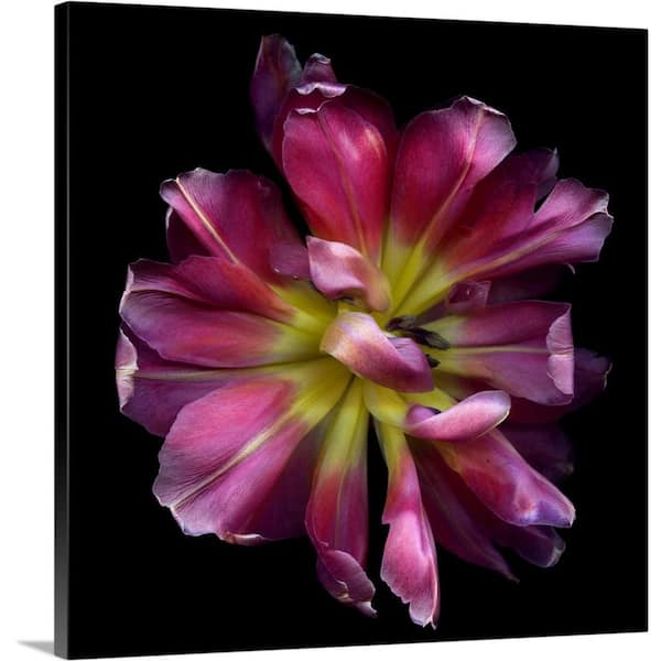 GreatBigCanvas "Tulip Envy" by Magda Indigo Canvas Wall Art