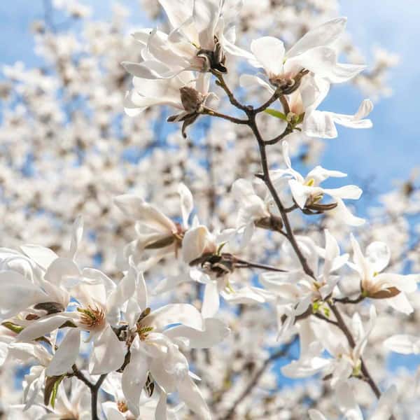 1 gal. Wisdom Series Green Star Deciduous Japanese Magnolia Tree