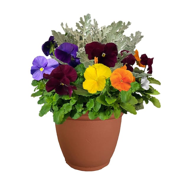 Unbranded 11 in. Pansy Annual Plant in Decorative Pot with Pastel Colored Blooms and Dusty Miller