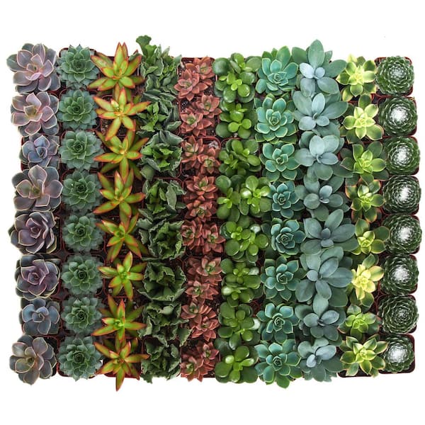 Shop Succulents 2 in. Assorted Succulent Collection (100-Pack)
