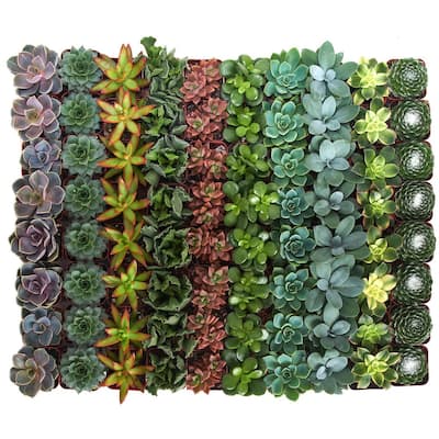 2 in. Assorted Succulent (Collection of 40)